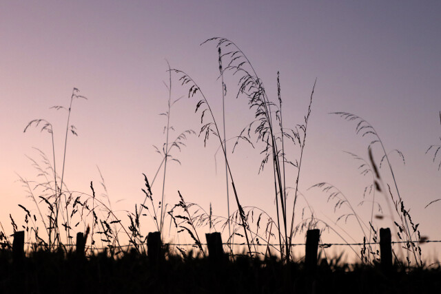 Fence and grass at dusk, Upokongaro Cycle Bridge, Whanganui.