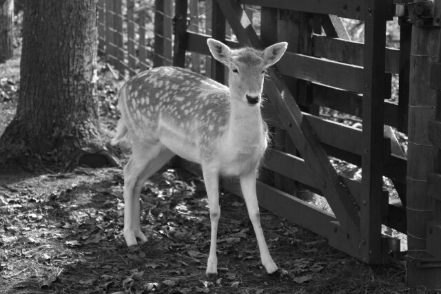 Bambi female fallow deer, Ashley Park, Whanganui, New Zealand. 