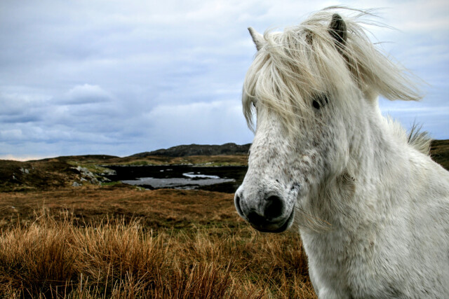 Eriskay Pony White, Eriskay, Outer Hebrides, Scotland, UK.