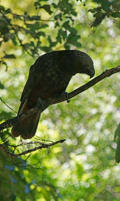 Kaka, New Zealand