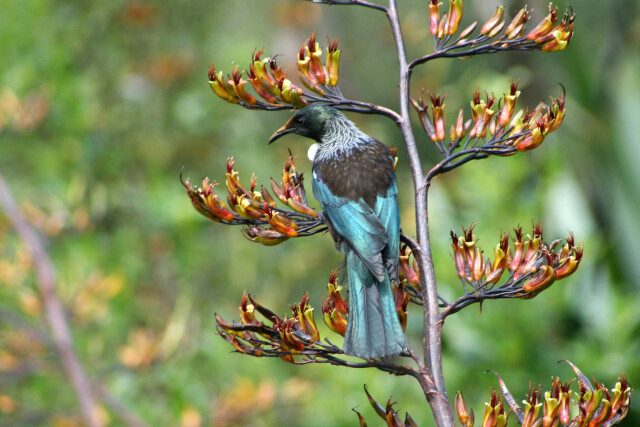 Tui, Bushy Park, Whanganui