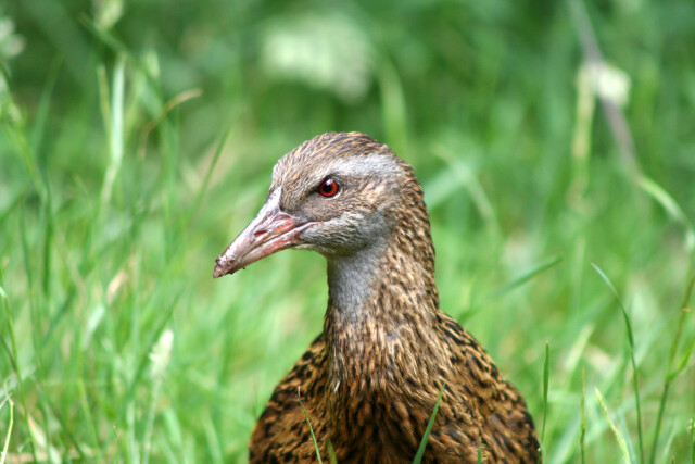 Weka, Queen Charlotte Sound, Marlborugh, New Zealand