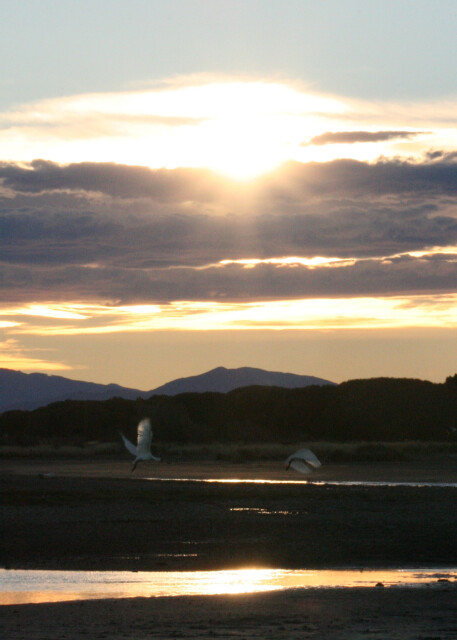 Waikuku Beach Lagoon with Spoonbill, South Canterbury, Christchurch