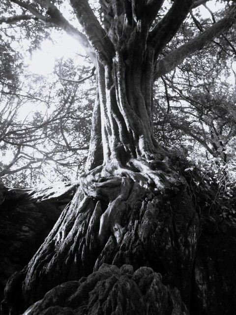Witch's Yew Tree, Blarney Castle, Ireland