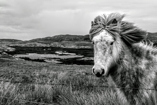 Eriskay Pony, Eriskay, Outer Hebrides, Scotland, UK. 