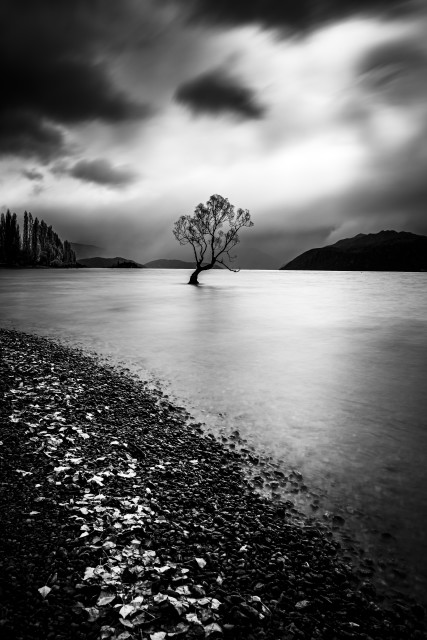 Wanaka Tree - Approaching Autumn Storm