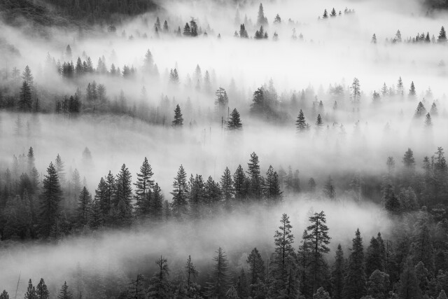 Yosemite Ansel Adams Inspired 4 - Ponderosa Pines Emerging