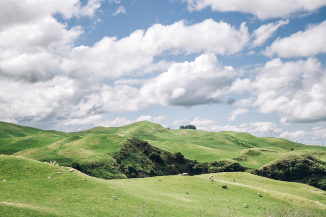 Kiwi Summer
