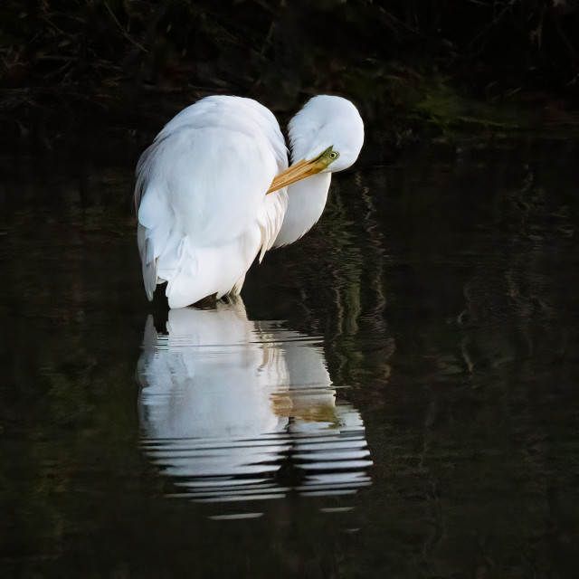 Kotuku preening-5433