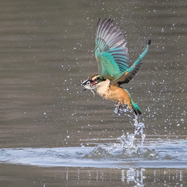 Kingfisher flight 1x1-0324