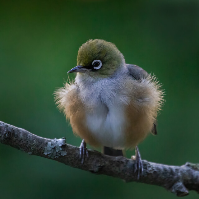 Silvereye (0800)