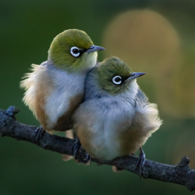 Silvereye pair (0755)