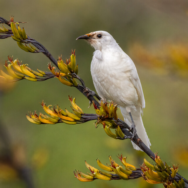 White Tui 1x1-0935