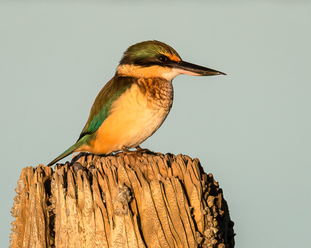 Kingfisher-6229