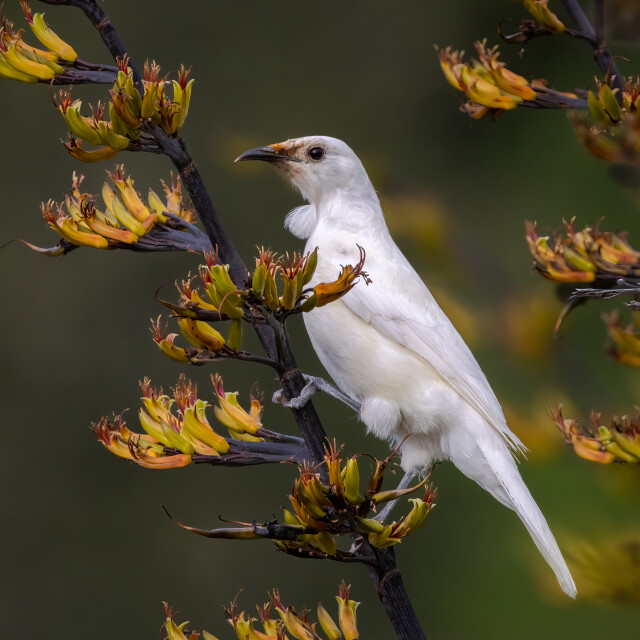 White Tui 0850 1x1-2
