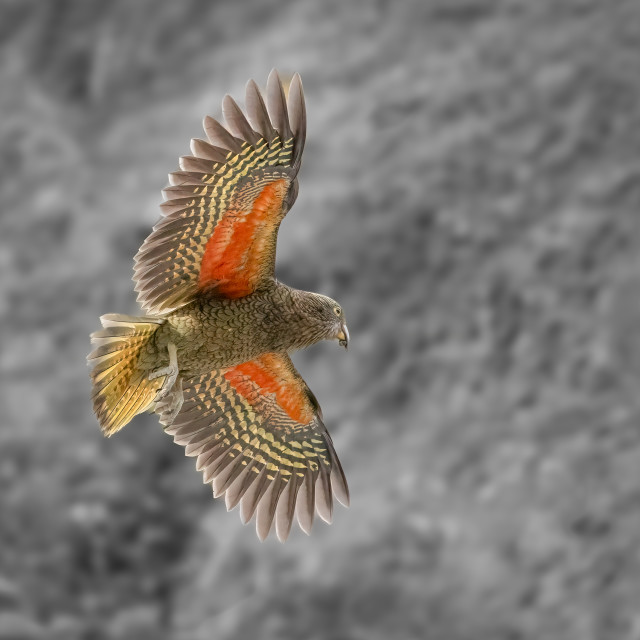 Kea flight BW background 1x1-7804