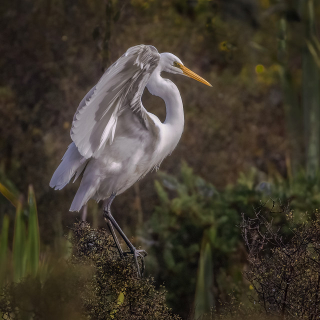 Kotuku (White heron) 1695