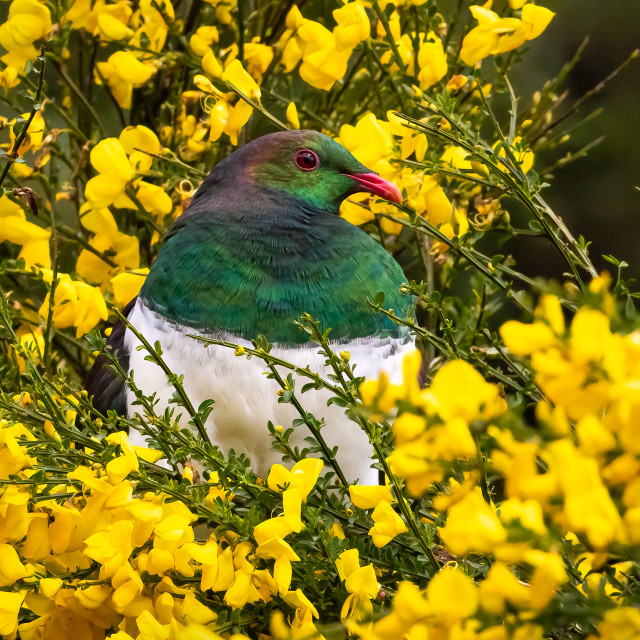 Kereru (NZ Wood Pigeon) in broom bush  (6105)