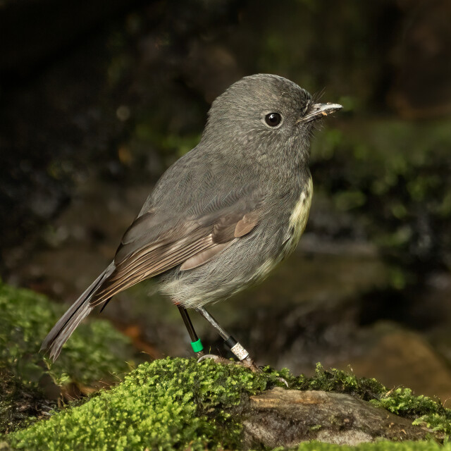Sth Is Bush Robin-9316
