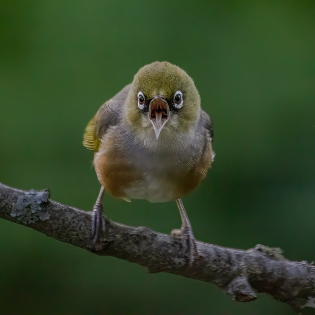 Silvereye (0834)