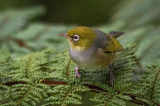 Waxeye on treefern 1925-