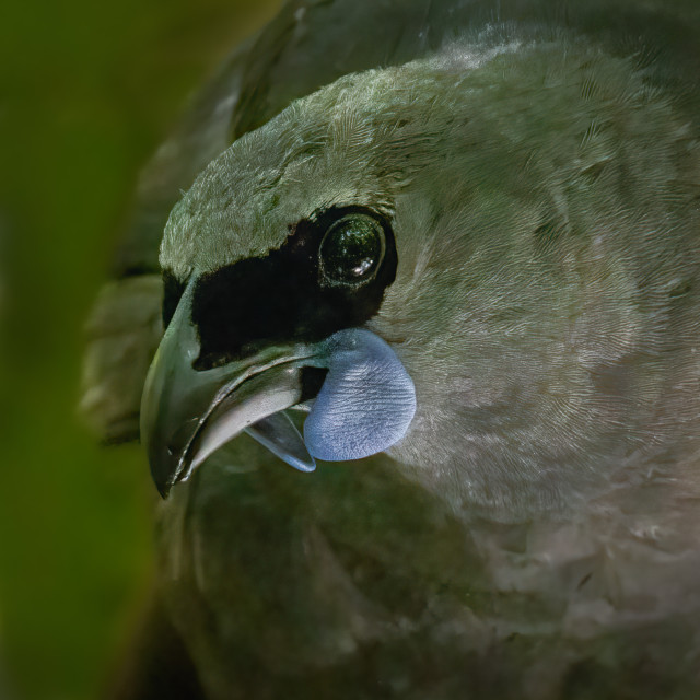 Kokako (5925)