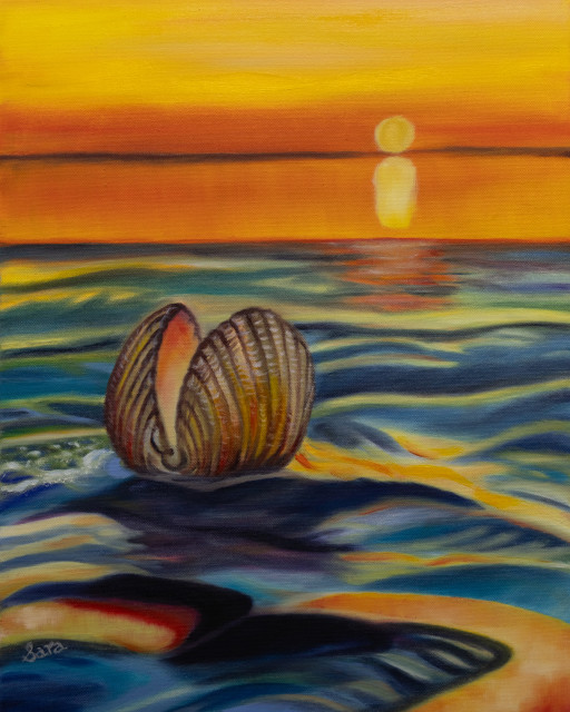 Sunrise cockle